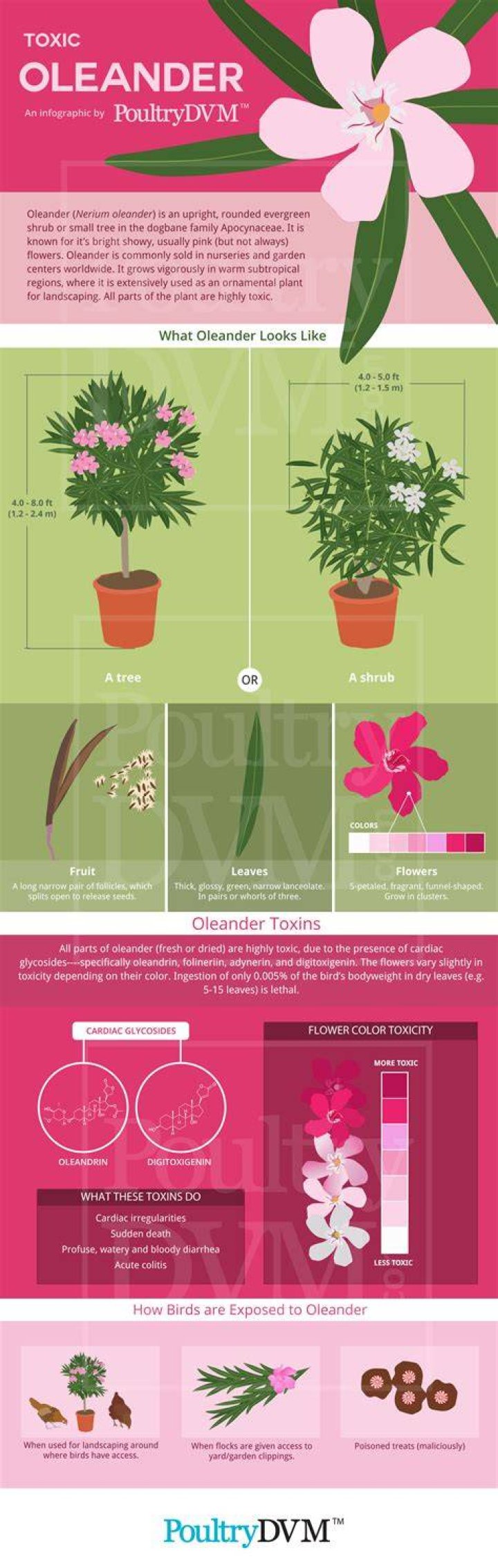 Are oleanders poisonous to humans?