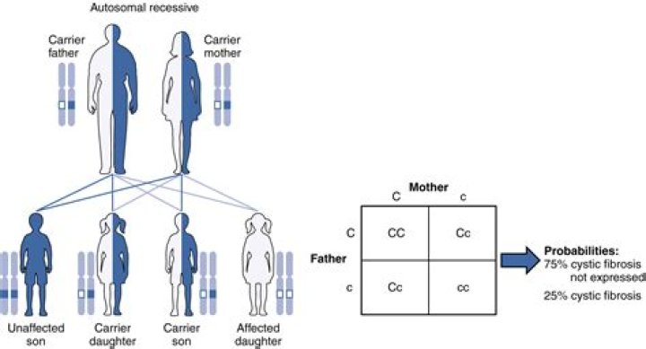 Can phenotypes be directly inherited?