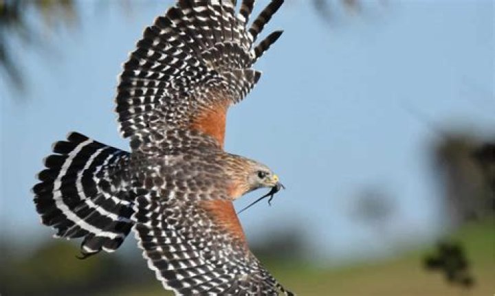 Do hawks live in prairies?