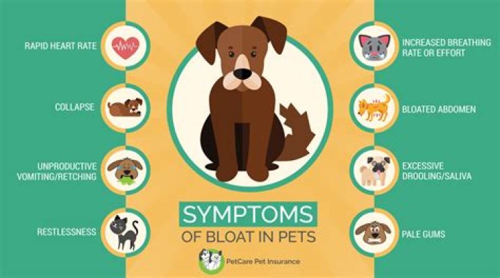 What causes bloat in dogs?